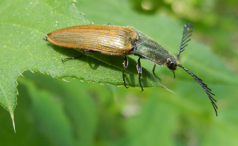 Ctenicera virens (Elateridae)